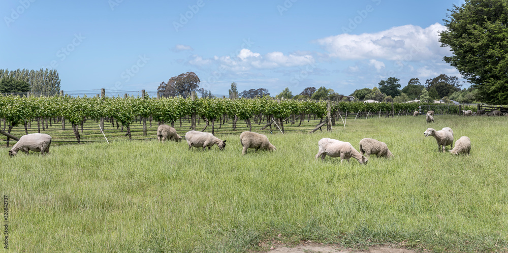 sheep and vineyard, near Rapaura, Marlborough, New Zealand