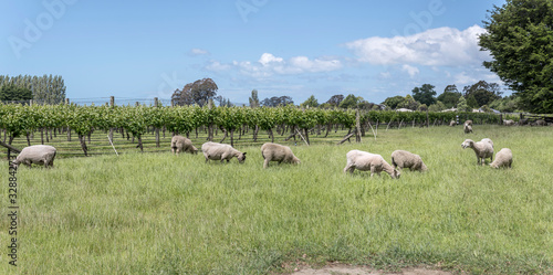 sheep and vineyard, near Rapaura, Marlborough, New Zealand
