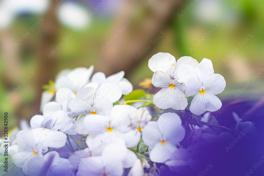 Fototapeta premium 春の花