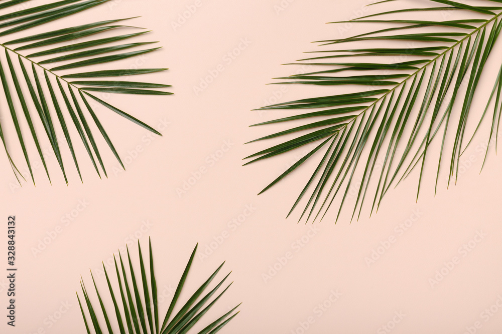 Green fresh palm branches Isolated on pink Green fresh palm branches Isolated on pink
