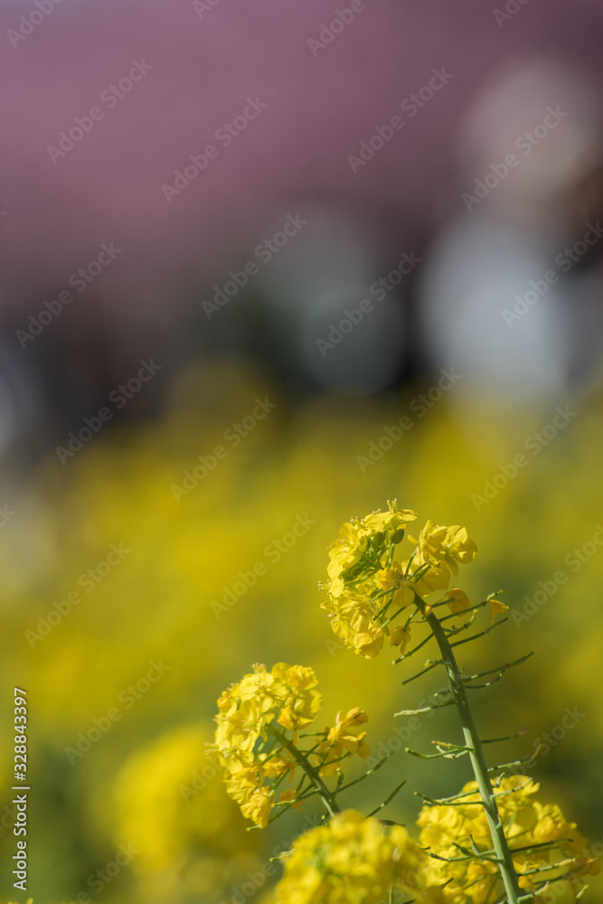 Obraz premium 三浦海岸 河津桜まつり