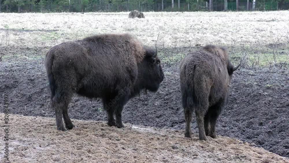 Wild bull in captivity at the zoo. Eurasian bison in the natural environment. Wild bull in captivity at the zoo. Eurasian bison in the natural environment.