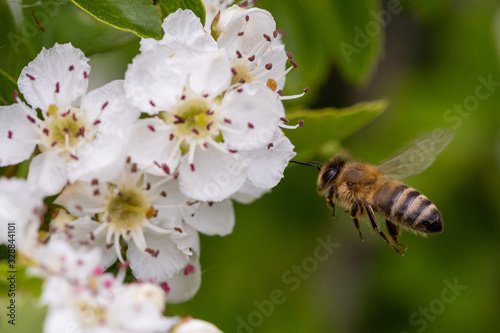 Small bee that flies towards a white fruit blossom and wants to collect honey. 