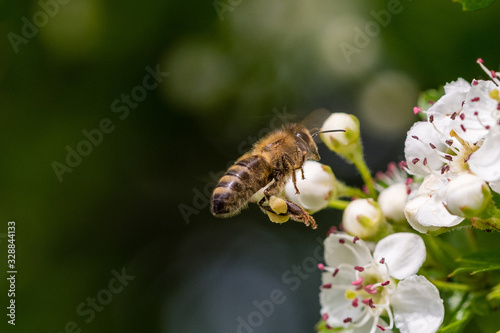 Small bee that flies towards a white fruit blossom and wants to collect honey. 