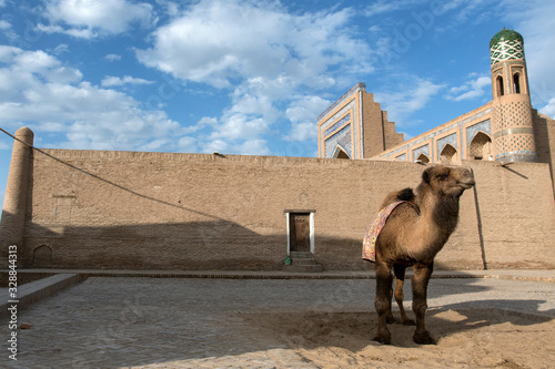 A camel in front of Mohammed Rakhim Khan Madrasah. Itchan Kala (old or inner city), Khiva, Uzbekistan, Central Asia.