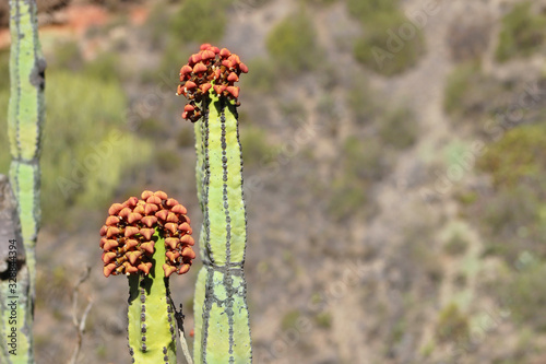 Cardón, Euphorbia canariensis