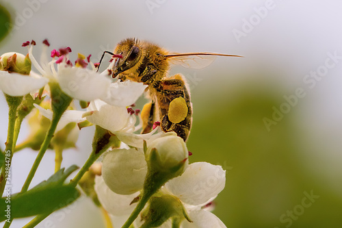 Close-up of a heavily loaded bee on a white flower on a sunny meadow