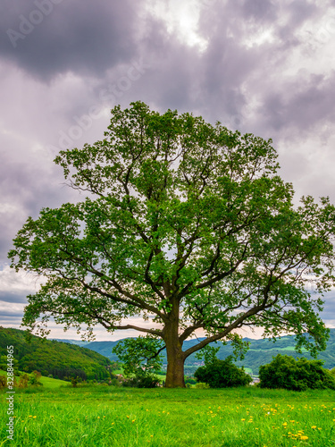 Massive oak tree(Quercus robur) in spring, on the edge of a meadow with dandelions.