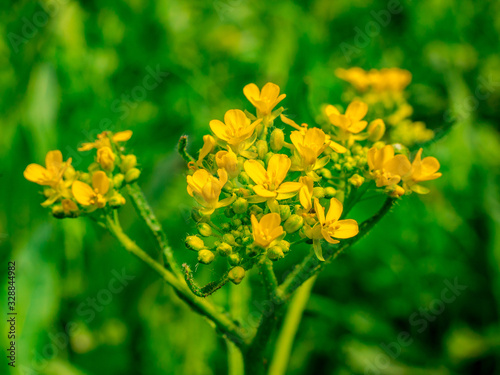 Close up of the inflorescence of Turkish Rocket(Bunias orientalis)