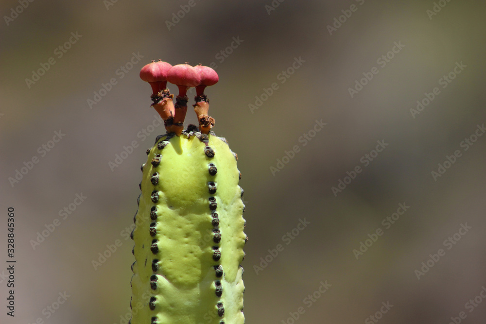 Fototapeta premium Cardón, Euphorbia canariensis