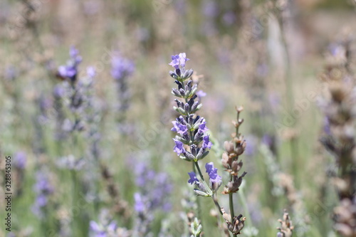 Lavander