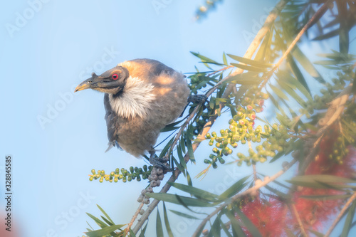 Noisy Friarbird (Philemon corniculatus) perched on flowering branch with blue sky background photo