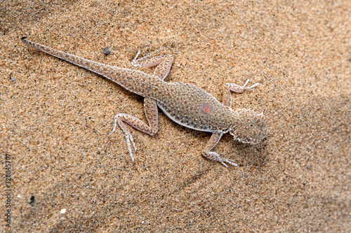 Lizard on the sand. Toadhead agama (Phrynocephalus interscapularis). Kyzylkum Desert, Uzbekistan, Central Asia.