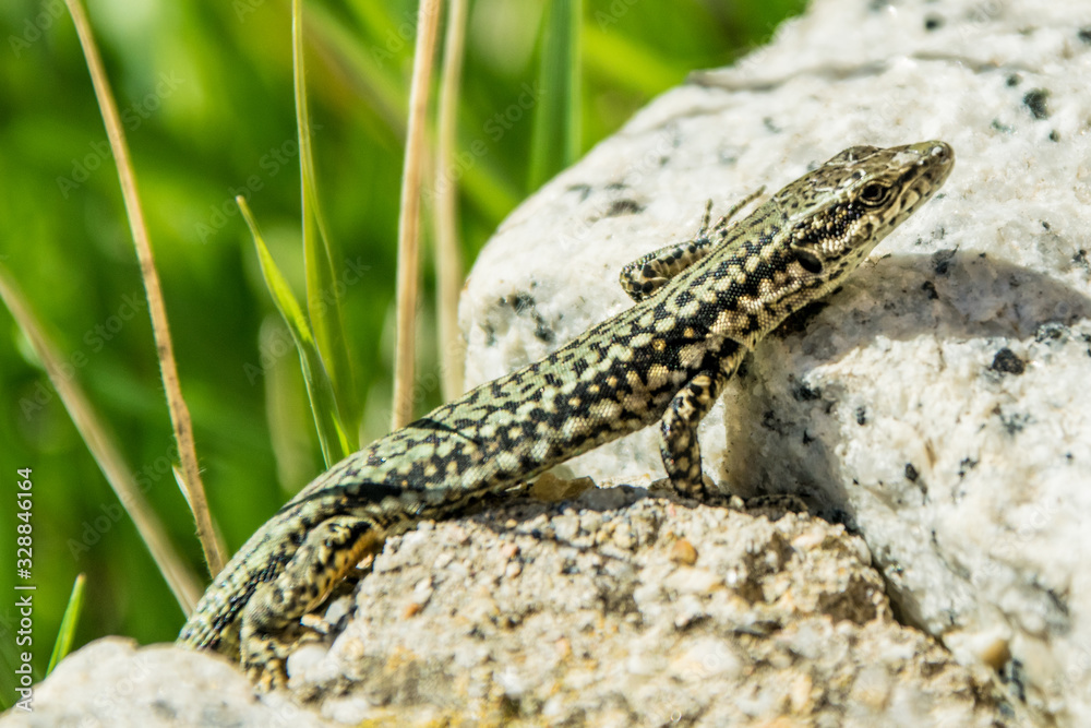 lagartija lagartija