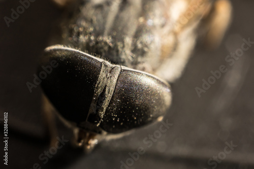 Mixed light. Horsefly or Gadfly or Horse Fly Diptera Insect Macro. Selective focus. © zef art