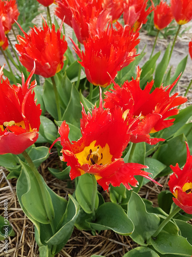 Tulipa Leo, Tulpenbluete photo