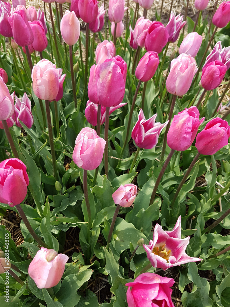 Tulipa See View Plait, Tulpenbluete Tulipa See View Plait, Tulpenbluete