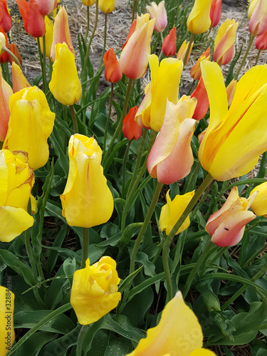 Tulipa Sultans of Spring, Tulpenbluete photo