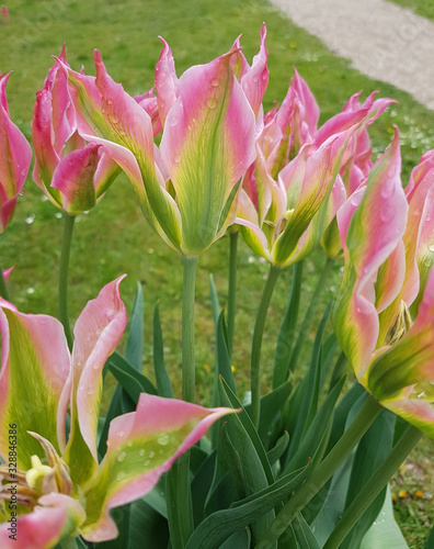 Tulipa Virichic, Tulpenbluete photo