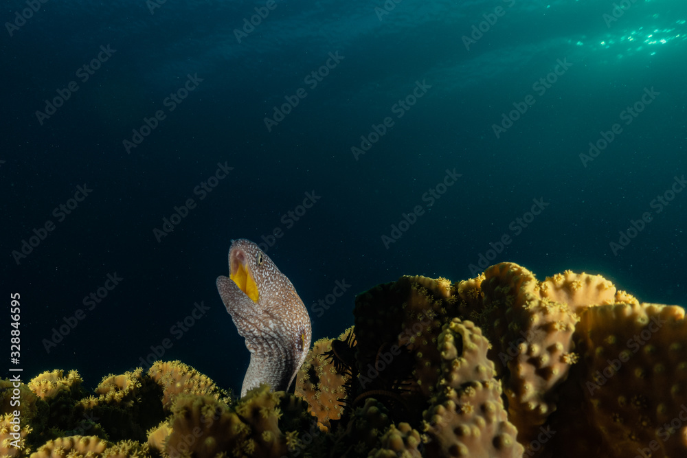 Moray eel Mooray lycodontis undulatus in the Red Sea, eilat israel Moray eel Mooray lycodontis undulatus in the Red Sea, eilat israel
