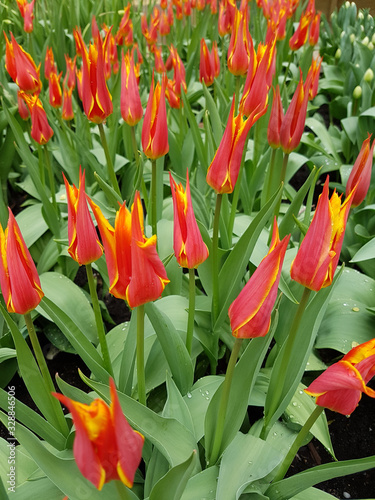 Tulipa  Vendee Globe  Tulpenbluete