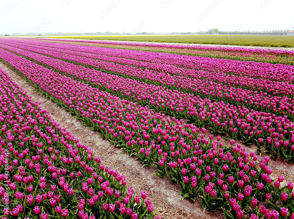 Tulpenfelder, Julianadorp, Nordholland