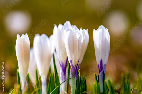 A group of white crocuses on a mountain meadow.