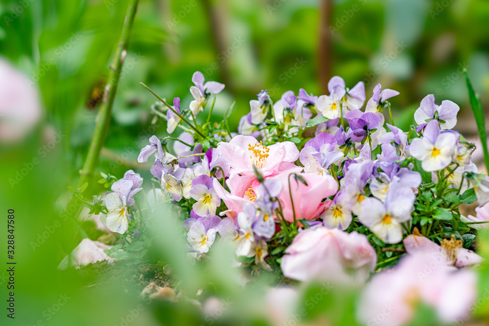 Fototapeta premium 春の花