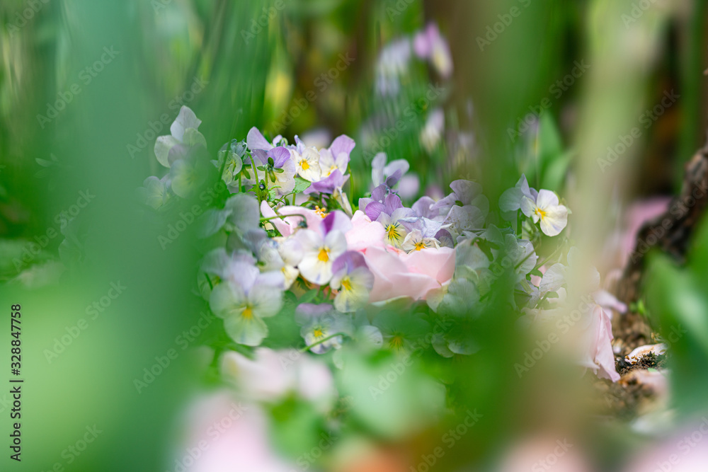 Fototapeta premium 春の花