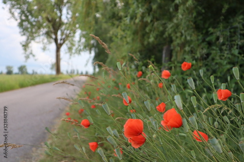 Mohn Klatschmohn am Wegesrand
