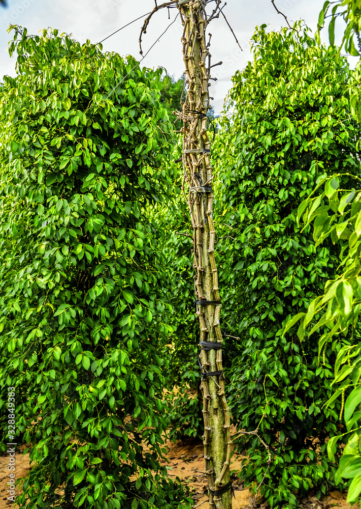 Fototapeta premium Black pepper bush juicy fresh green leaves glow