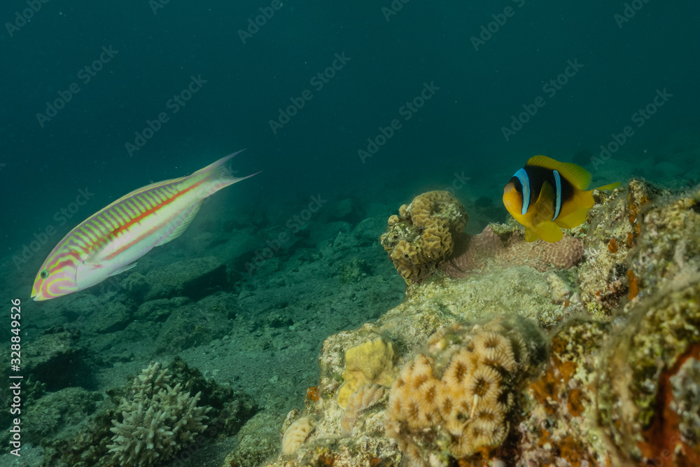 Naklejka premium Fish swim in the Red Sea, colorful fish, Eilat Israel