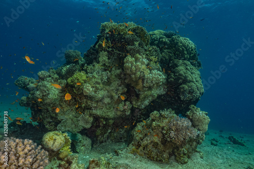 Coral reef and water plants in the Red Sea, Eilat Israel