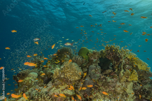 Coral reef and water plants in the Red Sea, Eilat Israel © yeshaya