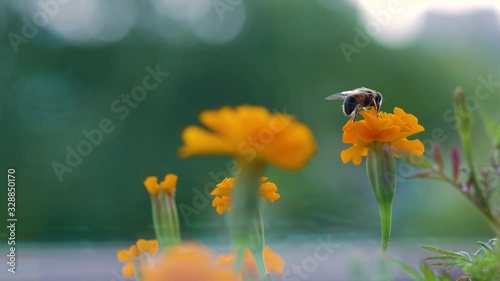Macro of bee gathering pollen from sunflower in field