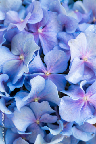 blurry of Beautiful blue hydrangea flower background.Flower is love of couples on Valentine's Day.