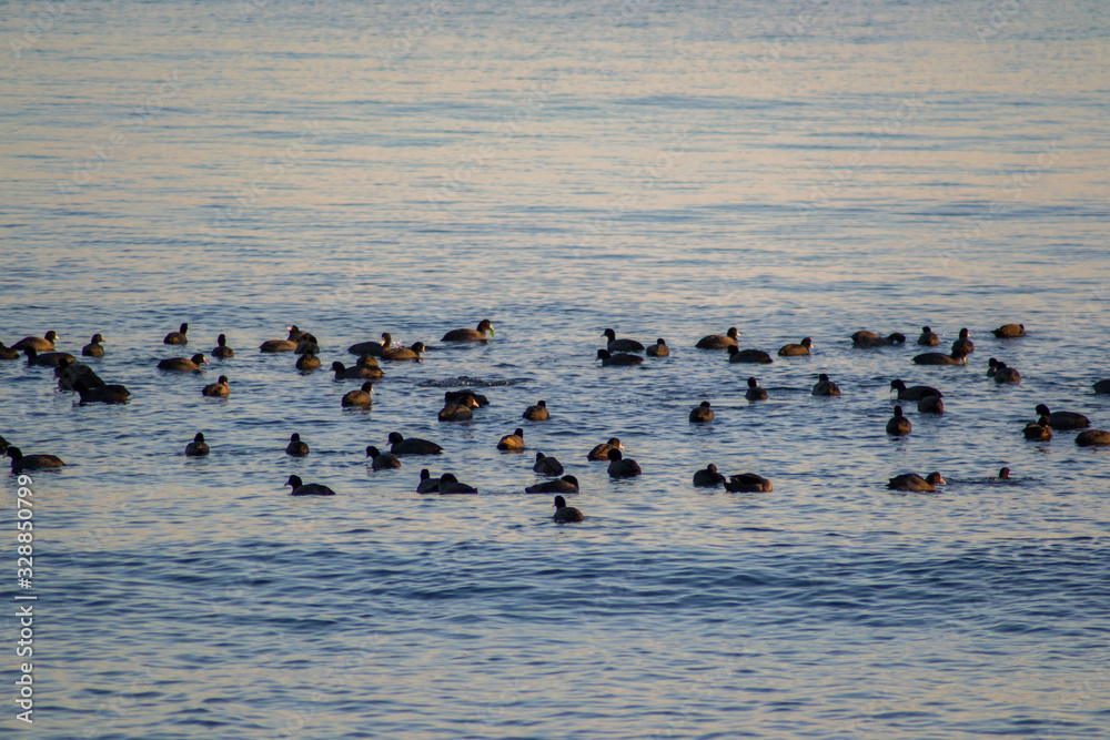 Flock of black birds in the water, outdoors, aquatic animals, large group of black birds Flock of black birds in the water, outdoors, aquatic animals, large group of black birds