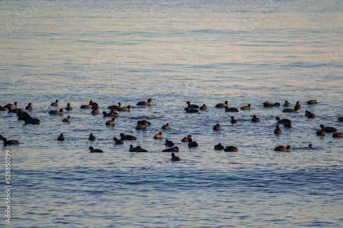 Flock of black birds in the water, outdoors, aquatic animals, large group of black birds