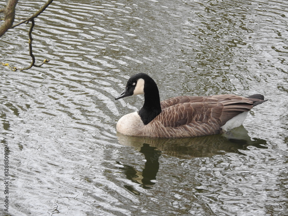 Obraz premium Ente im See