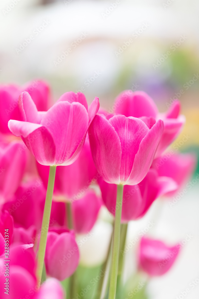Flowering red tulips on a white background. Side view. The place for an inscription Flowering red tulips on a white background. Side view. The place for an inscription