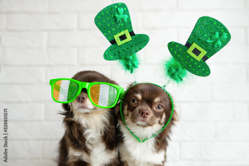 two funny chihuahua dogs posing for st patrick day indoors - obrazy, fototapety, plakaty 