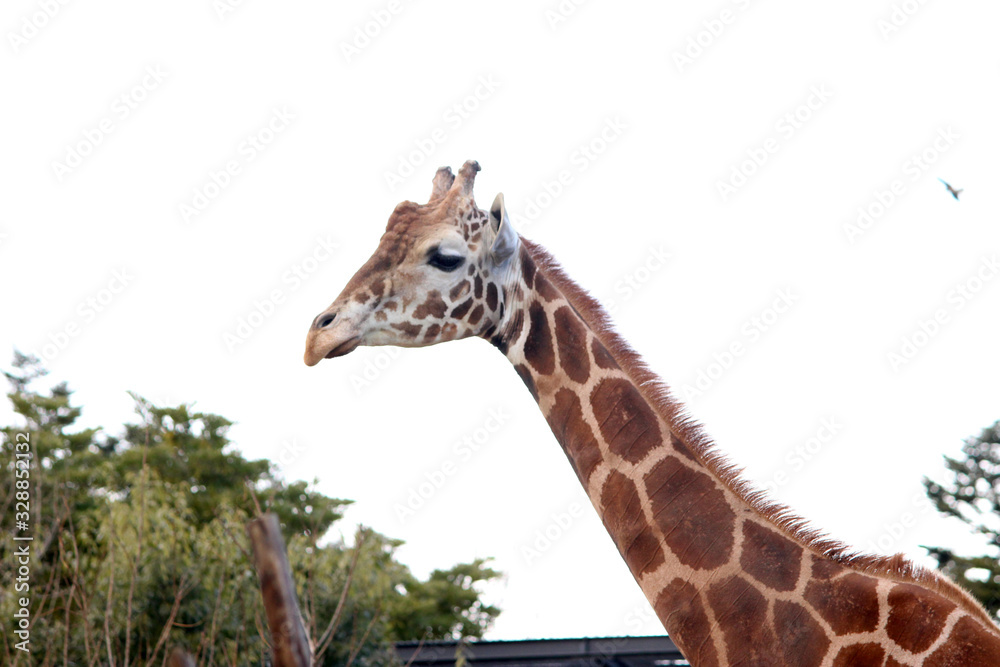 Obraz premium キリン