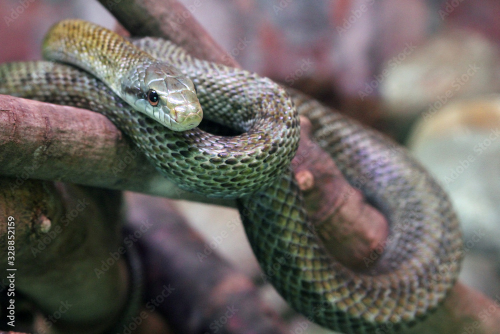 Fototapeta premium ヘビ