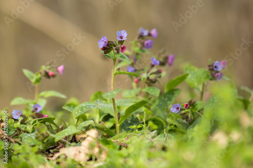 Lungwort (Pulmonaria officinalis) common lungwort or Mary's tears, rhizomatous medicinal plant in family Boraginaceae with cordate, elongated and pointed leaves. Used for chest conditions and chronic  © Luka