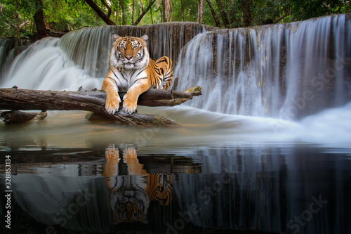 Tiger sit in waterfall in deep wild © anekoho