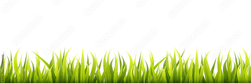 Obraz premium Garden grass. Panorama of a growing microgreen sprouts