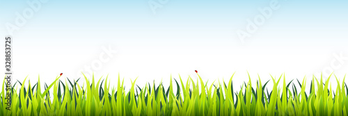 Grass field seamless footer. Microgreen wheat sprouts