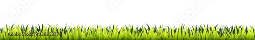 Garden grass. Panorama of a growing microgreen sprouts