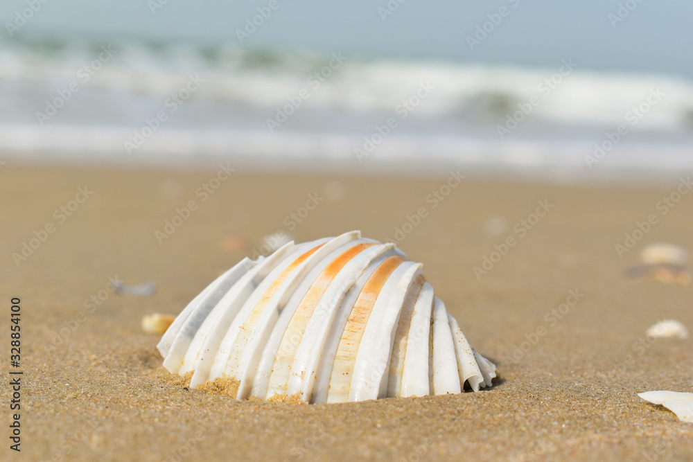 Concha blanca y dorada en la playa, fotografiada de cerca con un fondo marino Concha blanca y dorada en la playa, fotografiada de cerca con un fondo marino