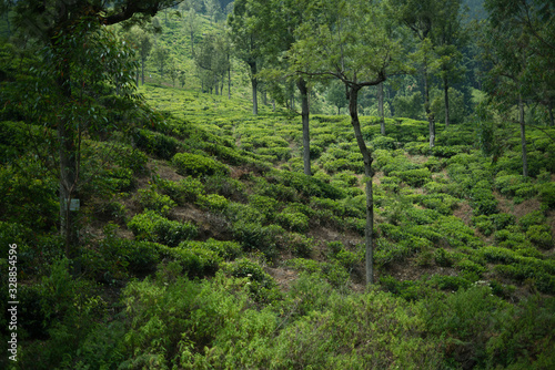 A layered tea plantation with trees, no people in Sri Lanka
